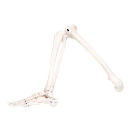Fabrication Enterprises 3B Anatomical Model - Loose Bones, Leg Skeleton, Right 12-4586R